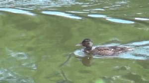 SONY DEV-3 ролик 3