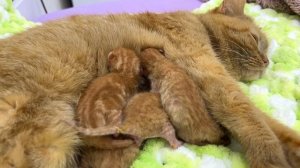 Joanna asks mommy cat to feed her little kittens
