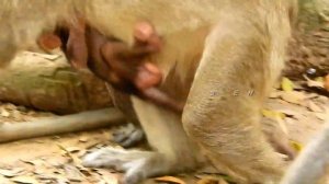 Terrible fight bad mom Angel fight baby Adler hit on land , baby cries hurt in big scared