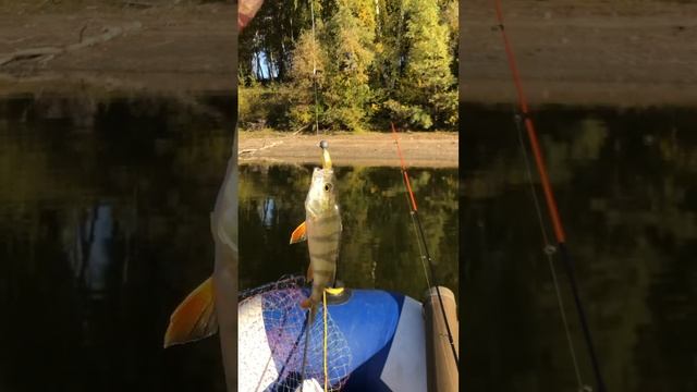 Канал о рыбалке. Правдинское водохранилище. смотреть онлайн