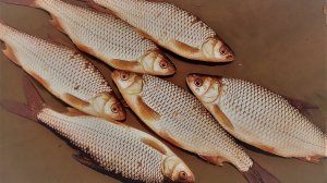 Жаберная сеть Каракатица