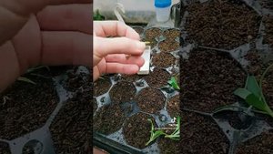 Укоренение алиссума.