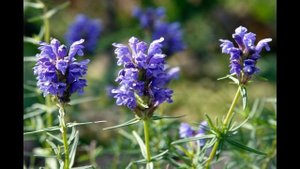 змееголовник в лечении и профилактике рака и инсультов