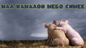 НАД КАНАДОЙ НЕБО СИНЕЕ