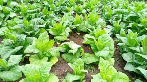 Табак в грунте 7 недель. Берли QY-15; 9; Голд. Харманли,Бравый 200,Боливиан Блэк