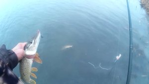 За щукой на спиннинг в ближнюю пойму озеро Широкогорлое.