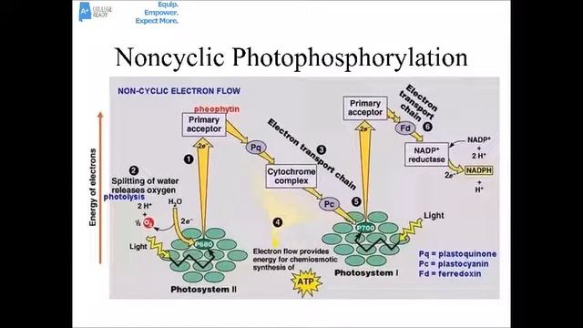 AP Biology Photosynthesis