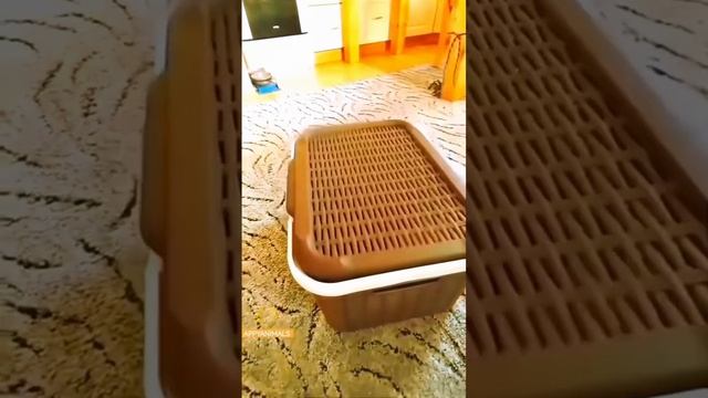 Эти забавные животные