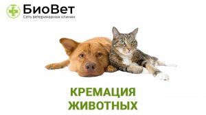 Кремация питомцев