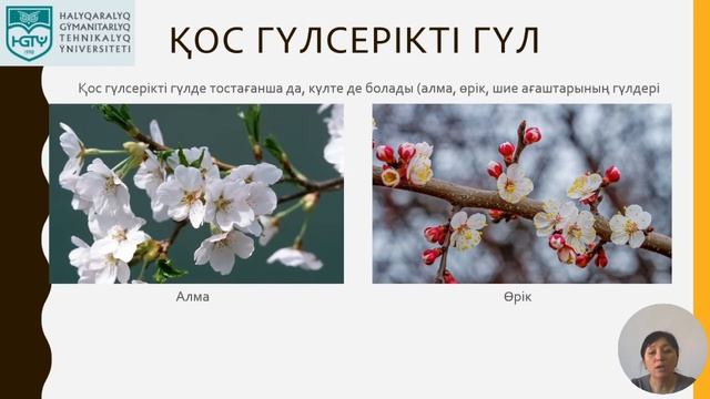Сенкебаева А-7916 Гүлдің құрылысы.Гүлшоғырлар смотреть онлайн