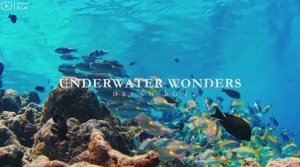 Discover the Majestic Ocean in Stunning 4K ULTRA HDR – Dive Deep into an Enchanting Underwater Wor