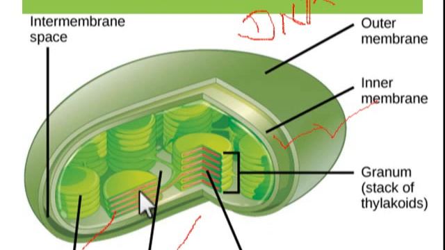 Chloroplast : Structure & Function- Light & dark reactions of Photosynthesis