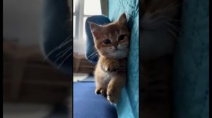 Забавные видео с котиками #6😊