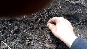 Прикатывание подсолнечника