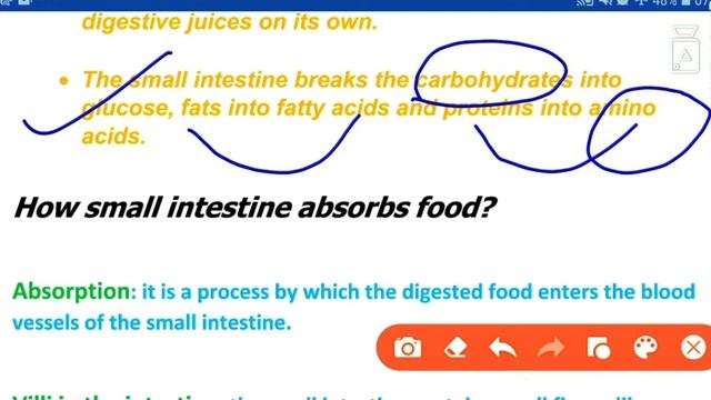 class 7th Nutrition in animals part-5 смотреть онлайн