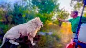 Такого ЕЩЕ НЕ БЫЛО! Оба белых льва ИДУТ НА КОНТАКТ и выполняют команды Олега Зубкова! Адреналиново!