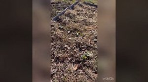 МУЛЬЧИРОВАНИЕ КЛУБНИКИ