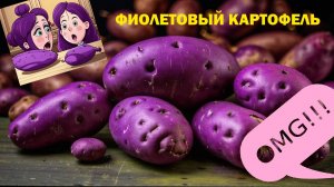 Фиолетовый картофель. Новый продукт из Беларуси =) #сезонконтентаRUTUBE