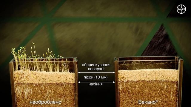 Дія Бекано® проти однорічних дводольних бур’янів смотреть онлайн
