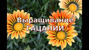 Полезные советы по выращиванию  Гацании - от посева до цветения