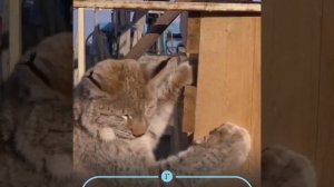 Saving the lynx