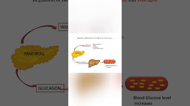 Insulin and Glucagon