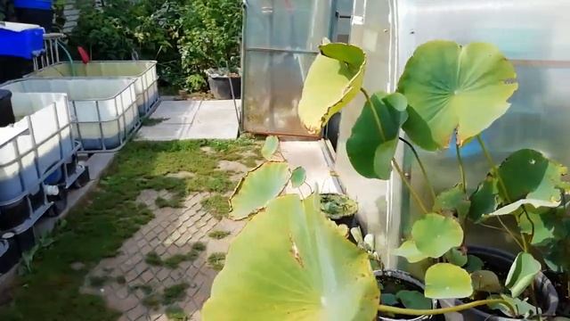 Обзор прудового хозяйства 2019 года. смотреть онлайн