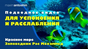 Подводное видео для успокоения и расслабления. Заповедник Рас Мохаммед