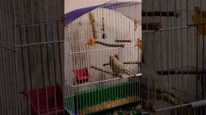 Чики корелла говорит привет