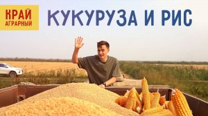 Как производят рис и консервированную кукурузу?  Край Аграрный