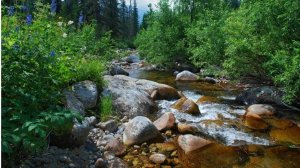 ЗВУКИ ПРИРОДЫ ДЛЯ СНА Журчание воды пение птиц ШУМ ГОР