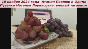 10 ноября 2024 года срезали грозди винограда Олимп и Атамана Павлюка.