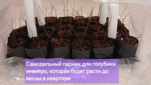 Парник своими руками для домашнего выращивания голубики по схеме год за два.