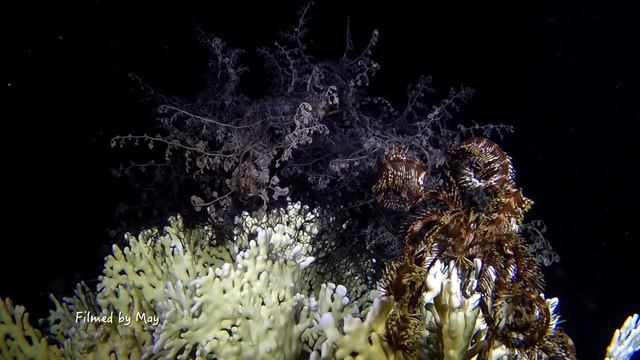 Ночь нежна/The Night is gentle смотреть онлайн