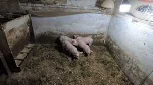 Продано почти всё за 3 дня размещенного объявления