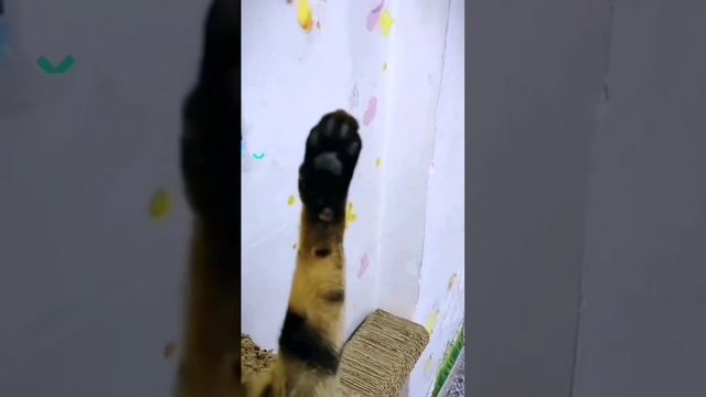 Котики милые котики смотреть онлайн