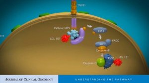 Targeting Inhibitor of Apoptosis Proteins for Cancer Therapy: A Double-Edge Sword?