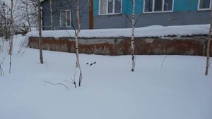О чём поют воробышки в последний день зимы?
