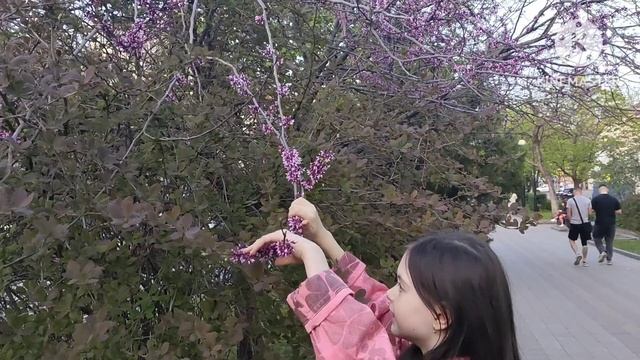 Море тюльпанов в центре города. Ростов-на-Дону весна