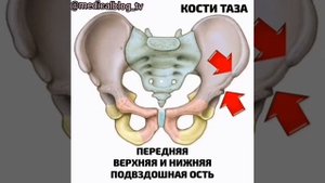 Анатомия кости таза