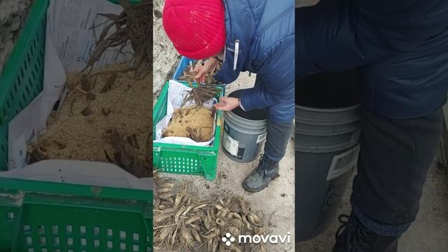 Проращивание георгин- 23 марта ...#образование #подпишись #весна