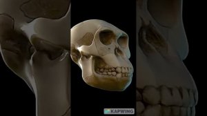 Интересные факты про Древних людей