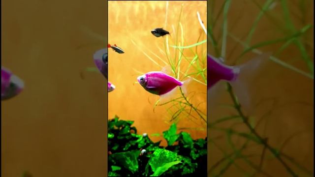 Созерцание рыбок успокаивает смотреть онлайн