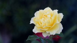 ЗИМНЯЯ ИСТОРИЯ  Новый жизненный рассказ  Ирина Кудряшова