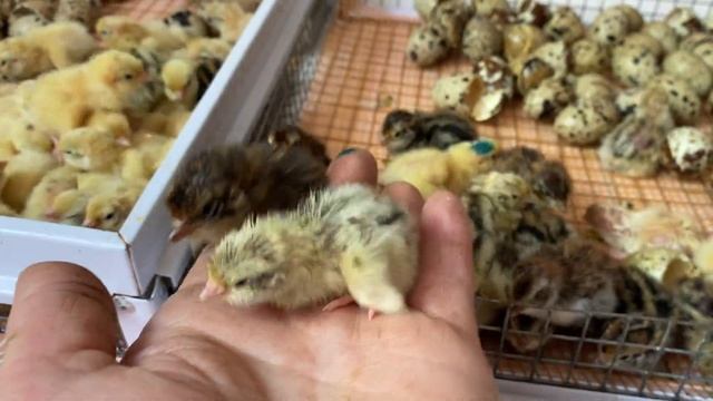 Такая Красота//Общая информация по Перепелам мясные утяжелённым А+//Техасский мясной перепел
