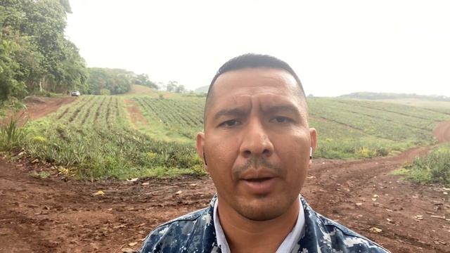 Uso de herbicida graminicida FORADIM 24 EC en el cultivo de piña смотреть онлайн