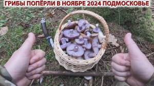 💥ГРИБЫ ПОПЁРЛИ в НОЯБРЕ 2024 ПОДМОСКОВЬЕ!!!👉РЯДОВКА ФИОЛЕТОВАЯ, ОПЯТА, ГОВОРУШКА, ВЕШЕНКА