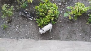 КОШАЧЬИ ИГРЫ. МОЖНО ДОЛГО СМОТРЕТЬ , НЕ ОТРЫВАЯСЬ. КОТЁНОК - ХУЛИГАН. СТРОГАЯ МАМА - КОШКА.