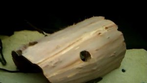 Новое укрытие для сомов