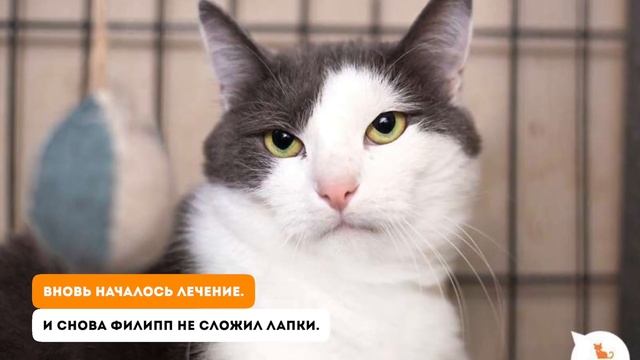 История спасения Филиппа смотреть онлайн